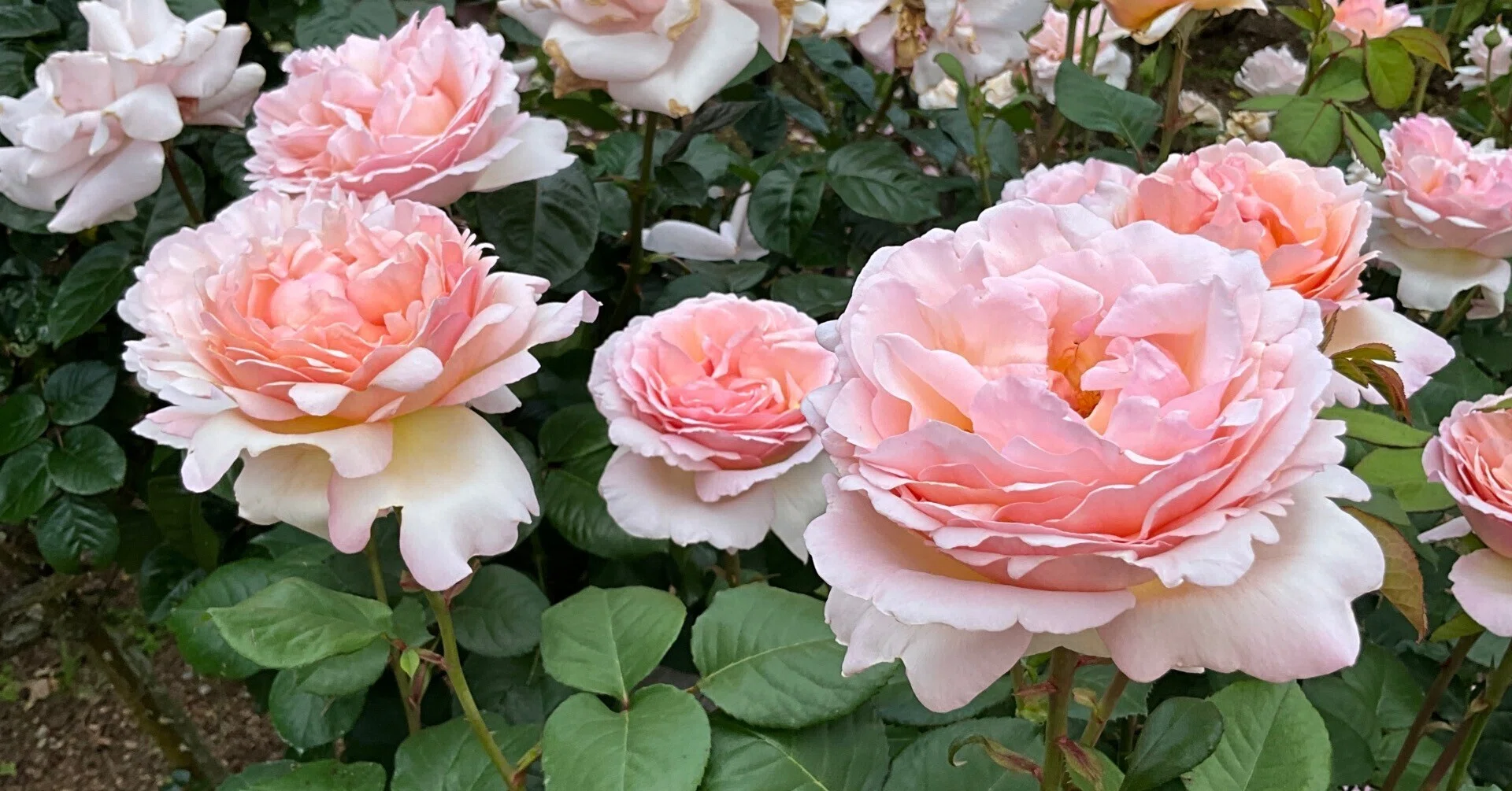 プリンセス・シャルレーヌ・ドゥ・モナコ（京都府立植物園）：2026年5