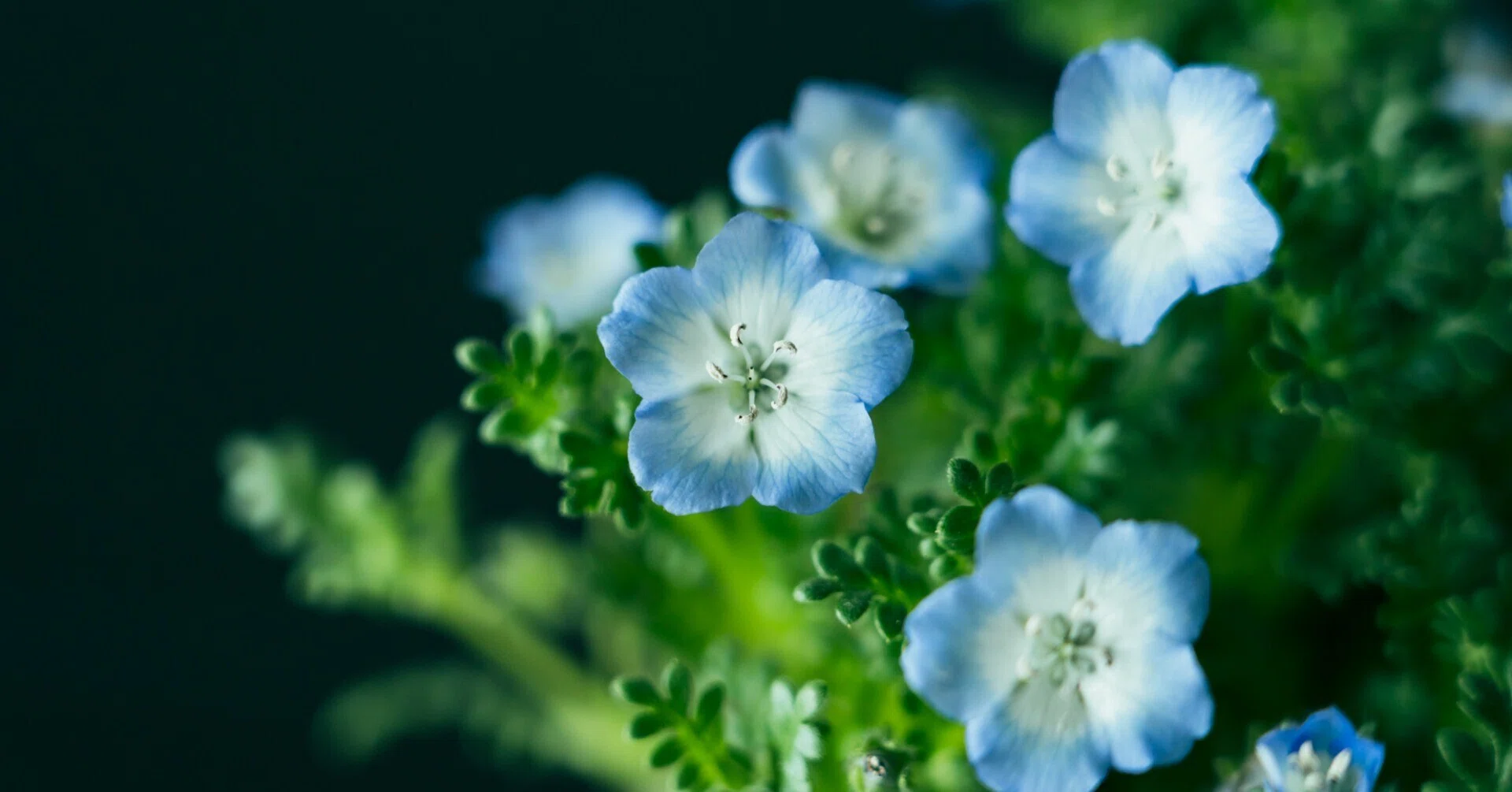 Nemophila — The Azure Field and the Spring Carved by Arabesque