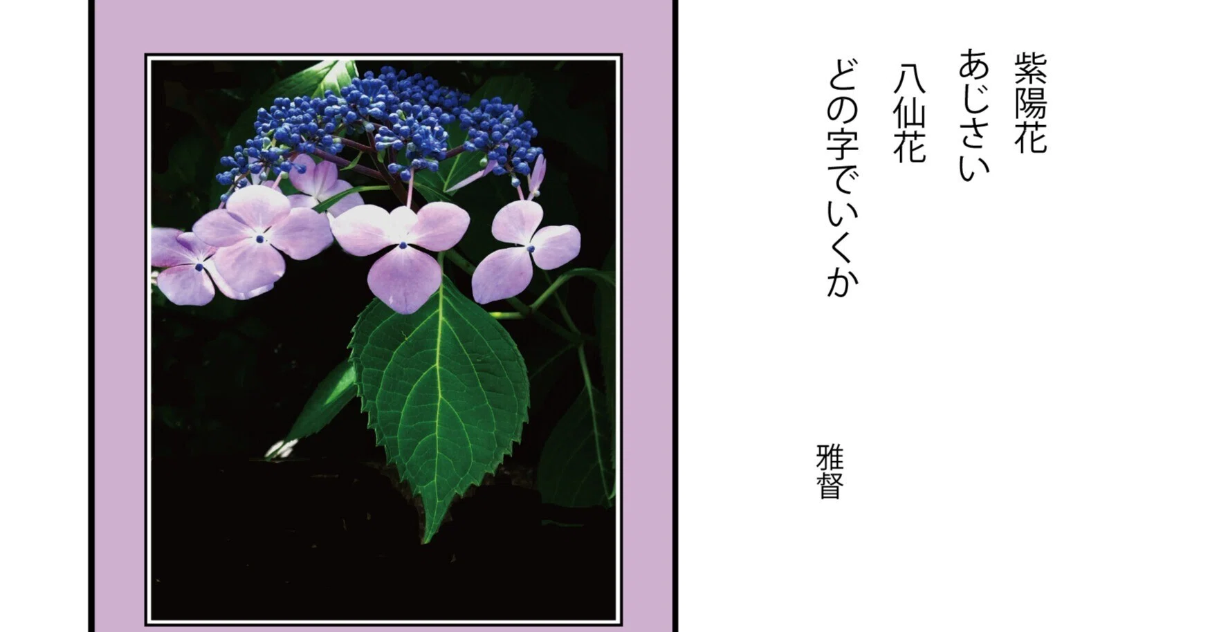 スマホカメラを愉しむ 紫陽花 あじさい八仙花 どの字で行くか ｜gatokukubo