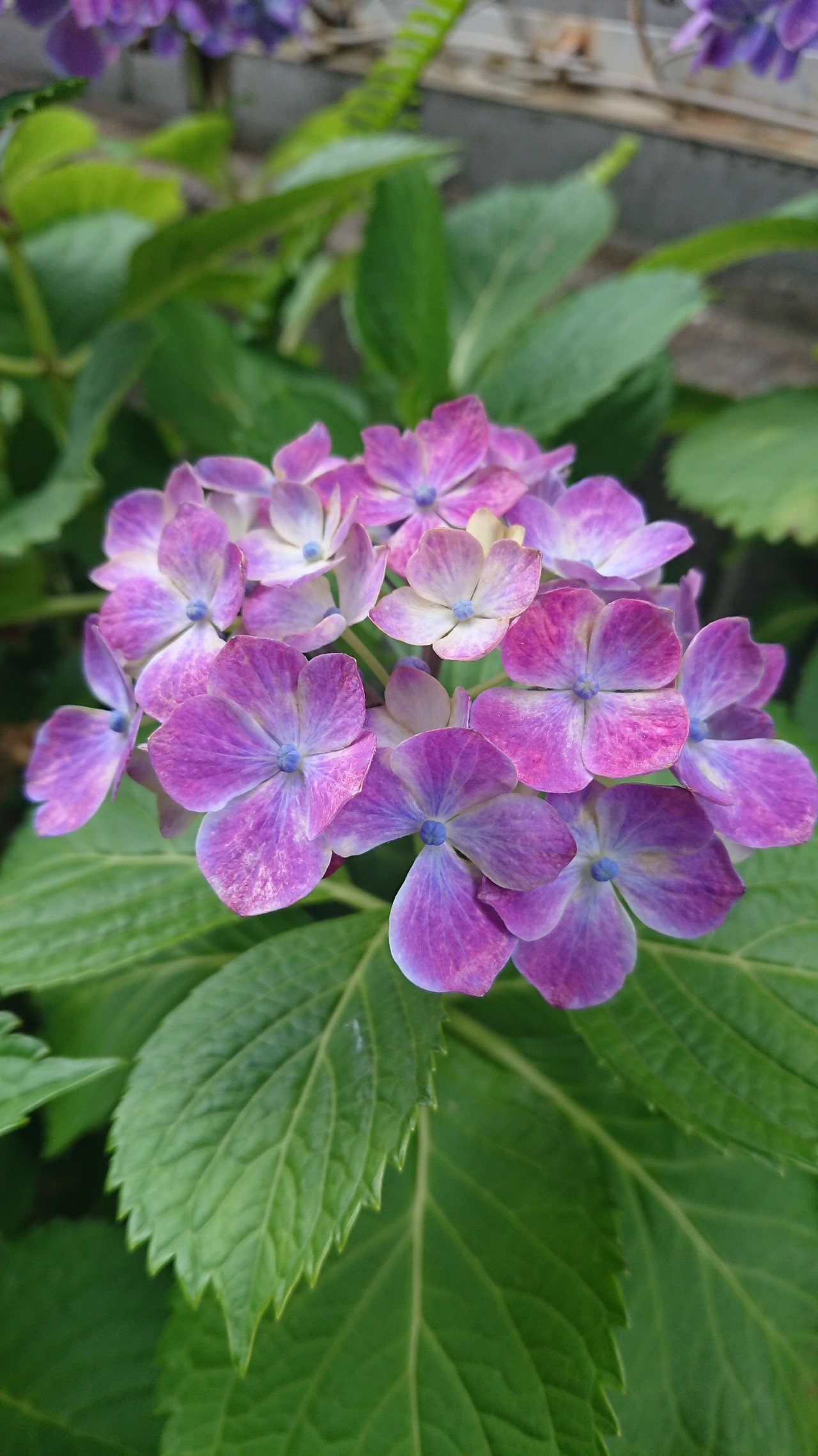 好きな花 ゆか Note 好きな花 ゆか Note