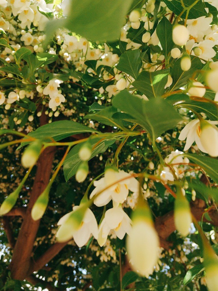 エゴノキの花 の新着タグ記事一覧 Note つくる つながる とどける エゴノキの花 の新着タグ記事一覧 Note つくる つながる とどける
