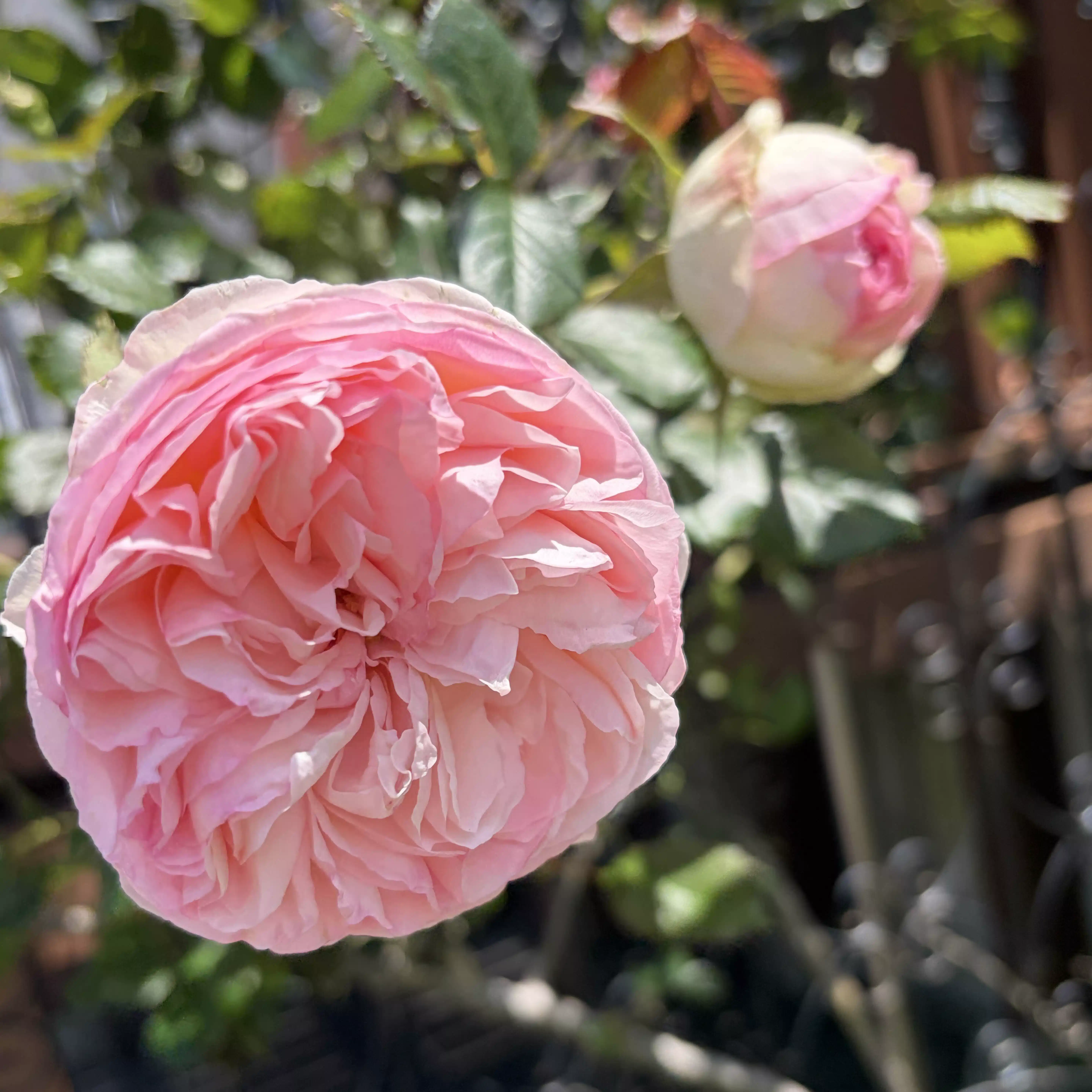 missrose