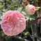 missrose