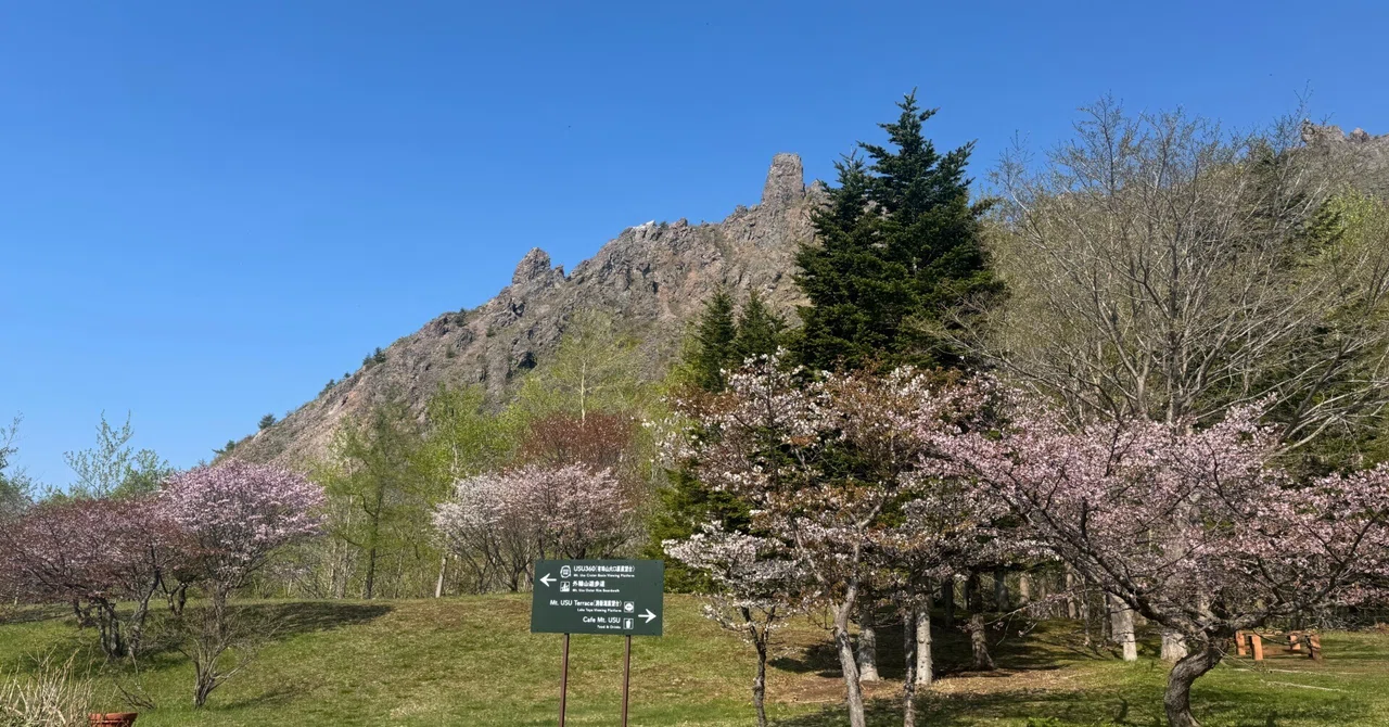 有珠山にも桜の季節到来!!🌸｜Mt. USU Ropeway 有珠山ロープウェイ