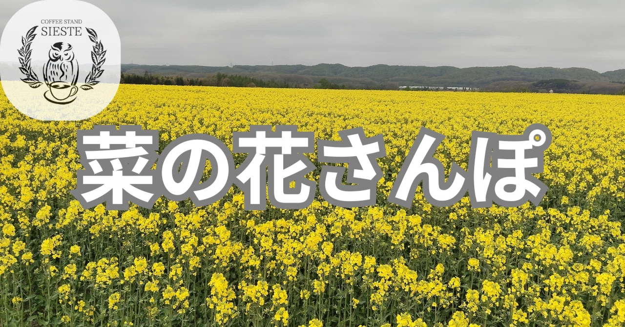 菜の花さんぽ2026始まります】今朝の圃場の様子です｜COFFEE STAND SIESTE