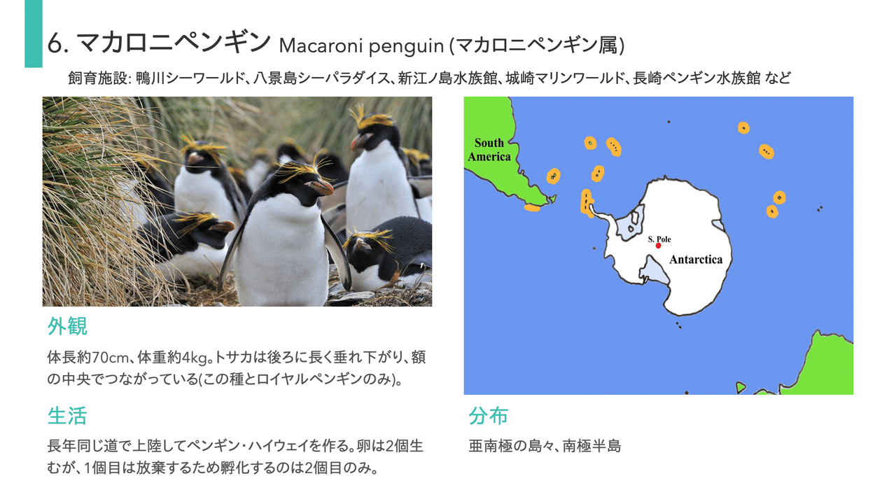 水族館で会える 世界一過酷な子育てをする鳥 Pixelpenguin Note