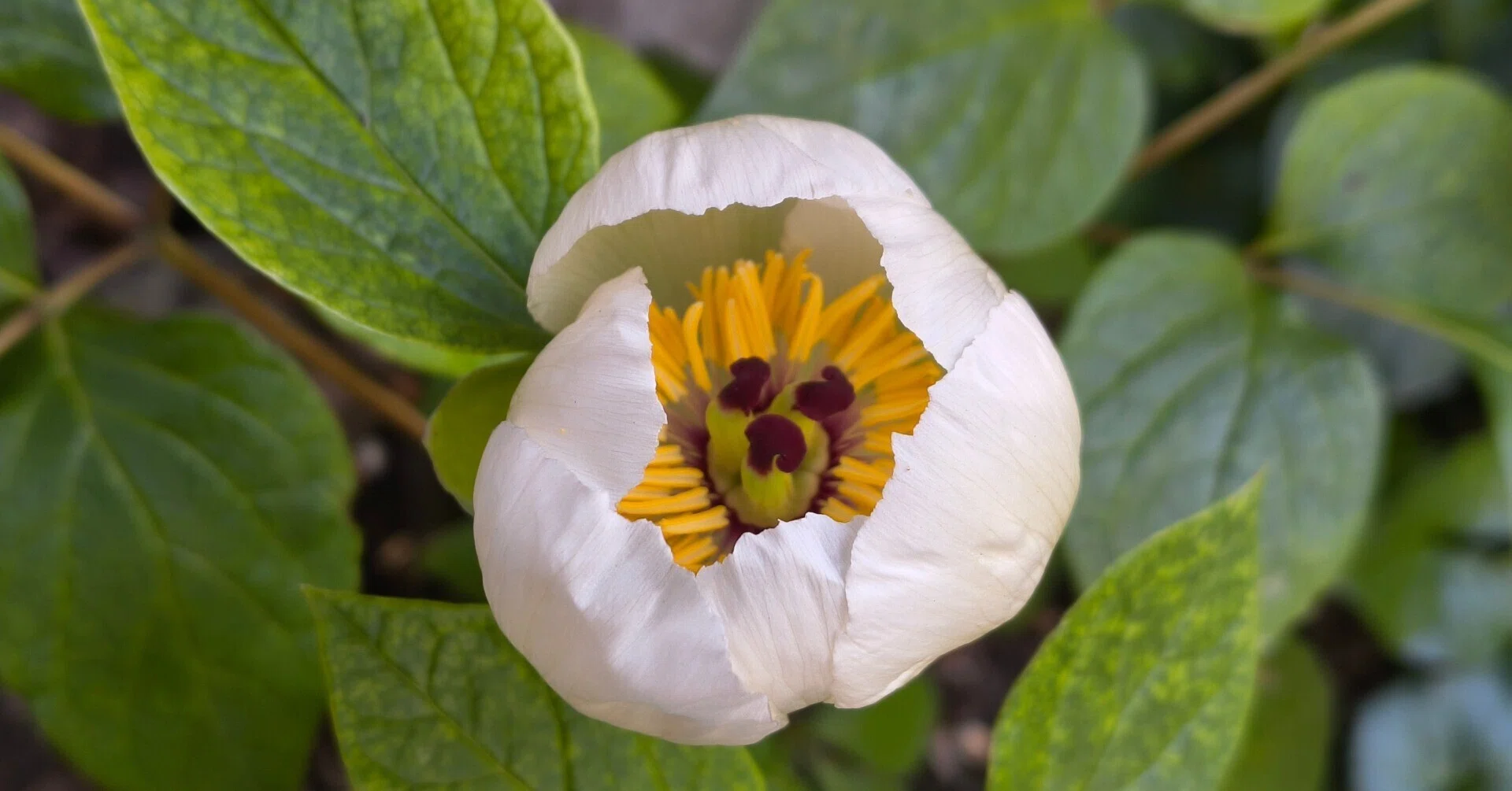 初夏の花は白が多い⋯ような気がする｜郁楓庵・ikufuan.com