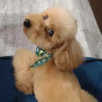 じゅんのしっぽ