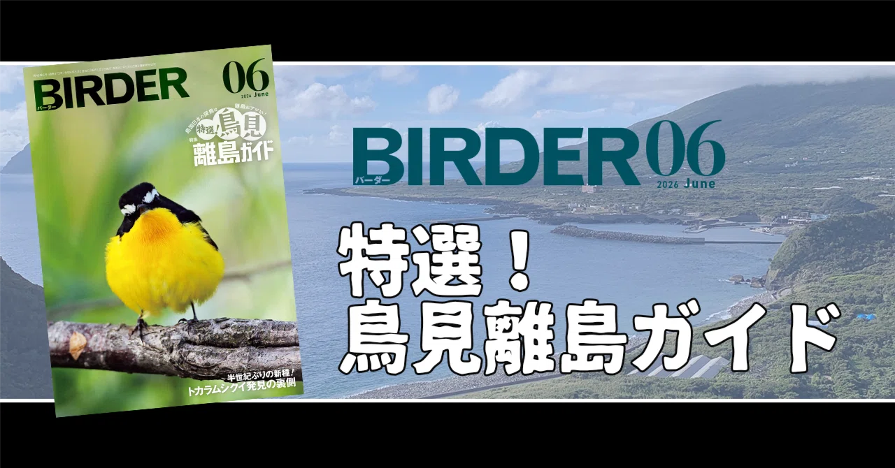 鳥ちん（※プロフ必読）　 BIRDER6月号の見どころ｜ブンイチ（文一総合出版）