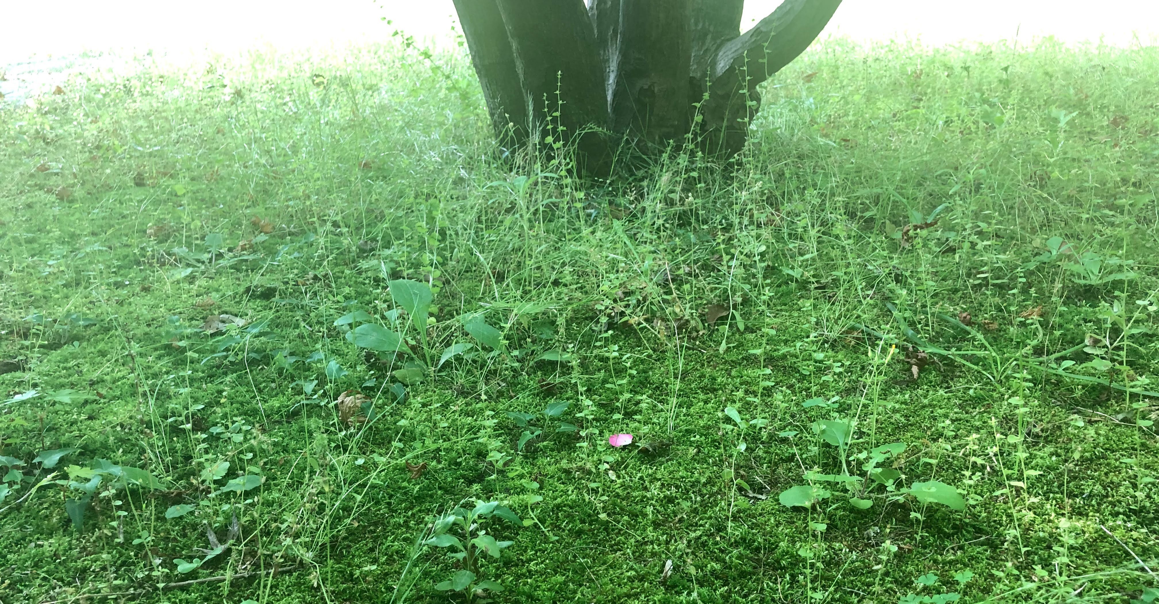 日本の 庭 とヨーロッパの 庭園 春野りりん Note