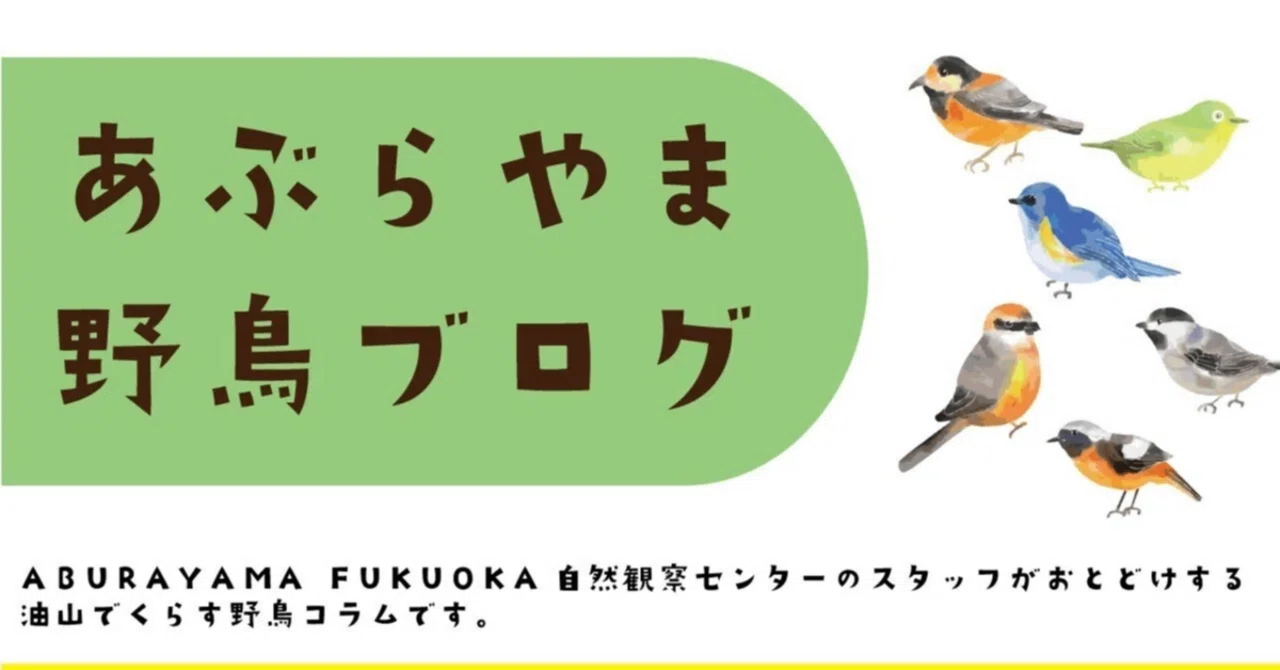 がんばれ！野鳥キッズ|あぶらやま野鳥ブログ㉕｜ABURAYAMA FUKUOKA