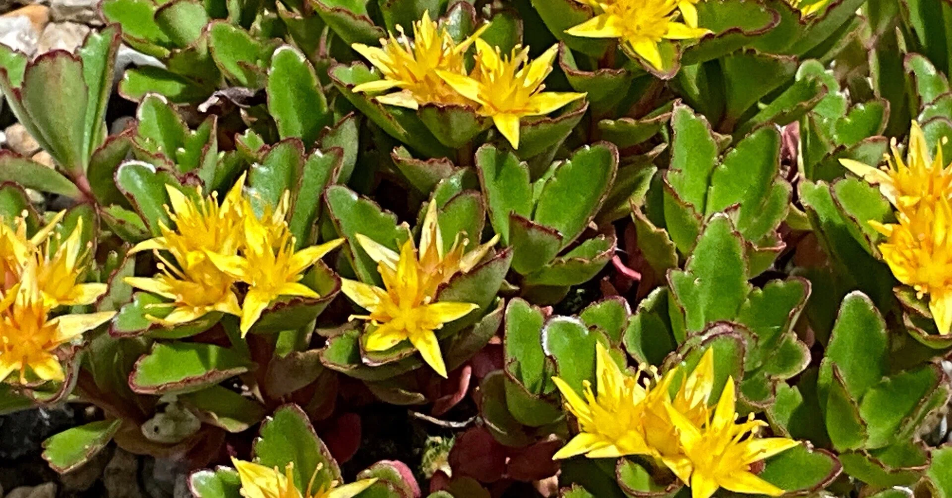 光岳キリンソウ（京都府立植物園）：2026年5月15日（金）｜藤井秀昭
