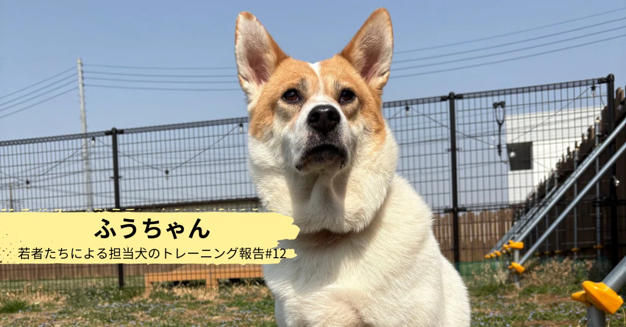 dogvenus.k.a出品 新品種　伯爵の寵児　ブーケ群生　特選　速達便 ふうちゃん：若者たちによる担当犬のトレーニング報告#12｜認定NPO法人