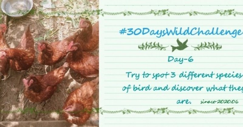 Day-6 : Try to spot 3 different species of bird and discover what they are.