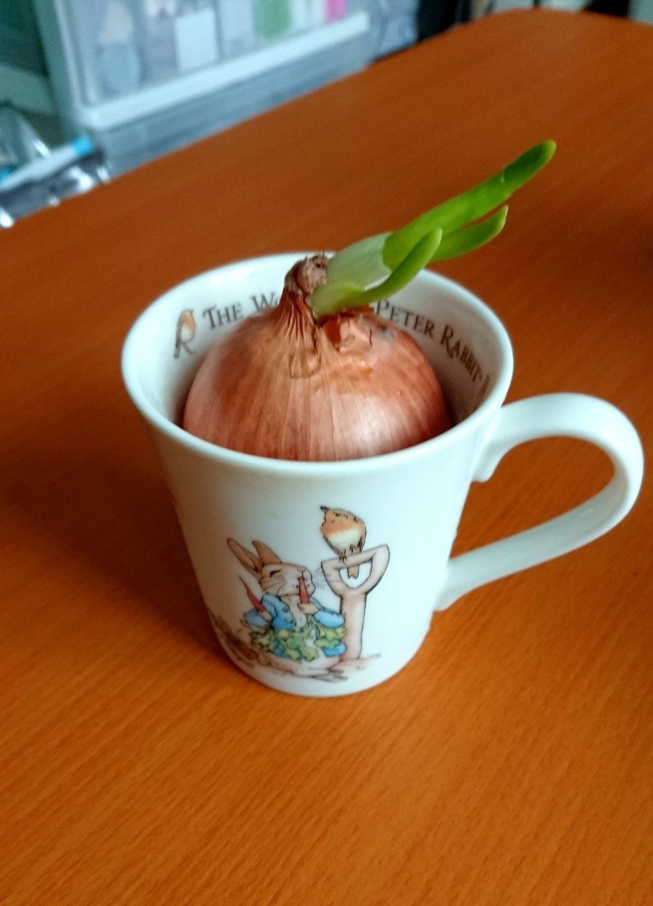 玉ねぎを長ねぎにして食べるまでの記録 髙橋多聞 Note 玉ねぎを長ねぎにして食べるまでの記録 髙橋多聞 Note