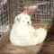 ぴょんこ
