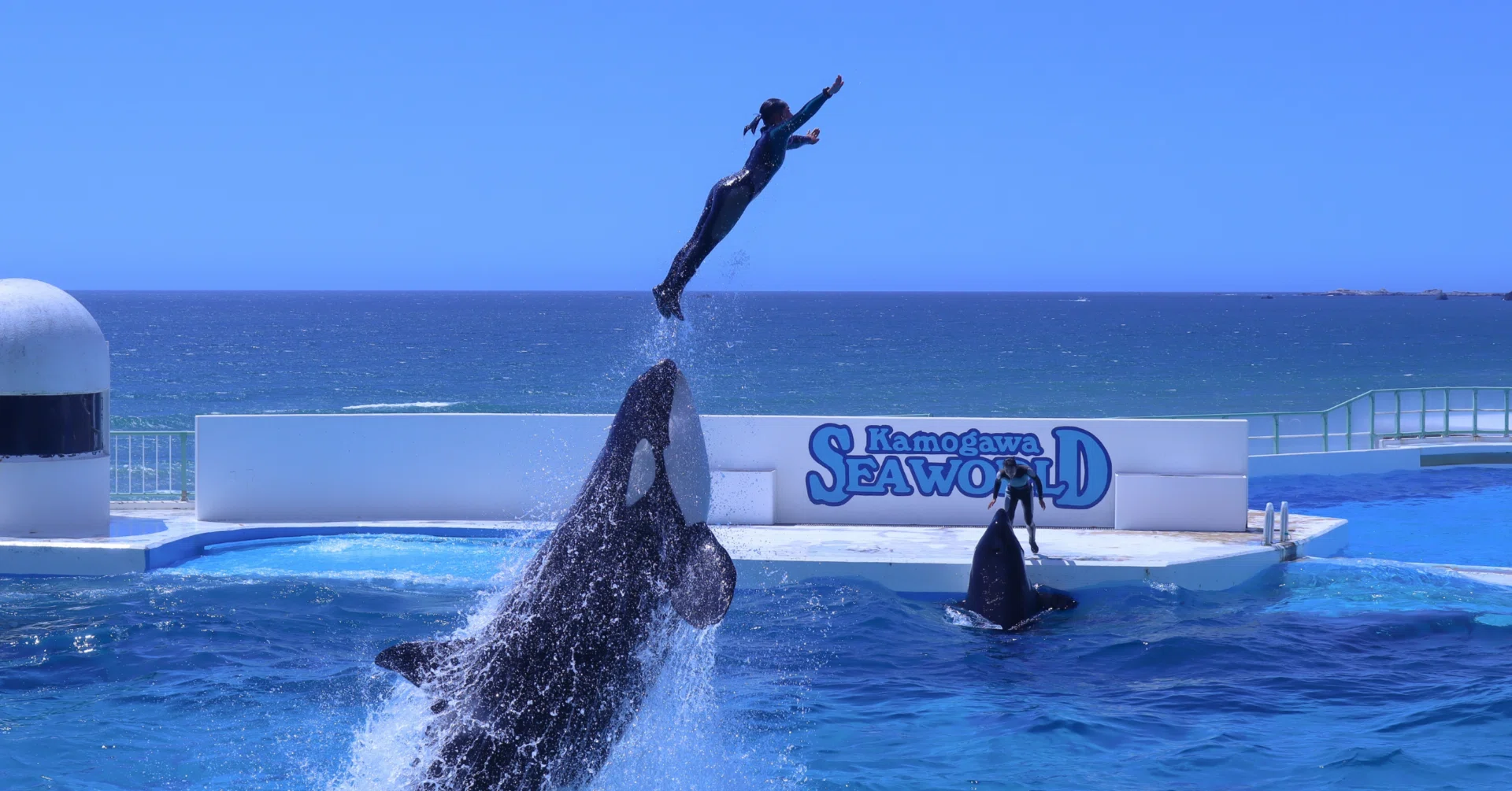 海の知性：シャチとベルーガが紡ぐコミュニケーションの絆(鴨川シー
