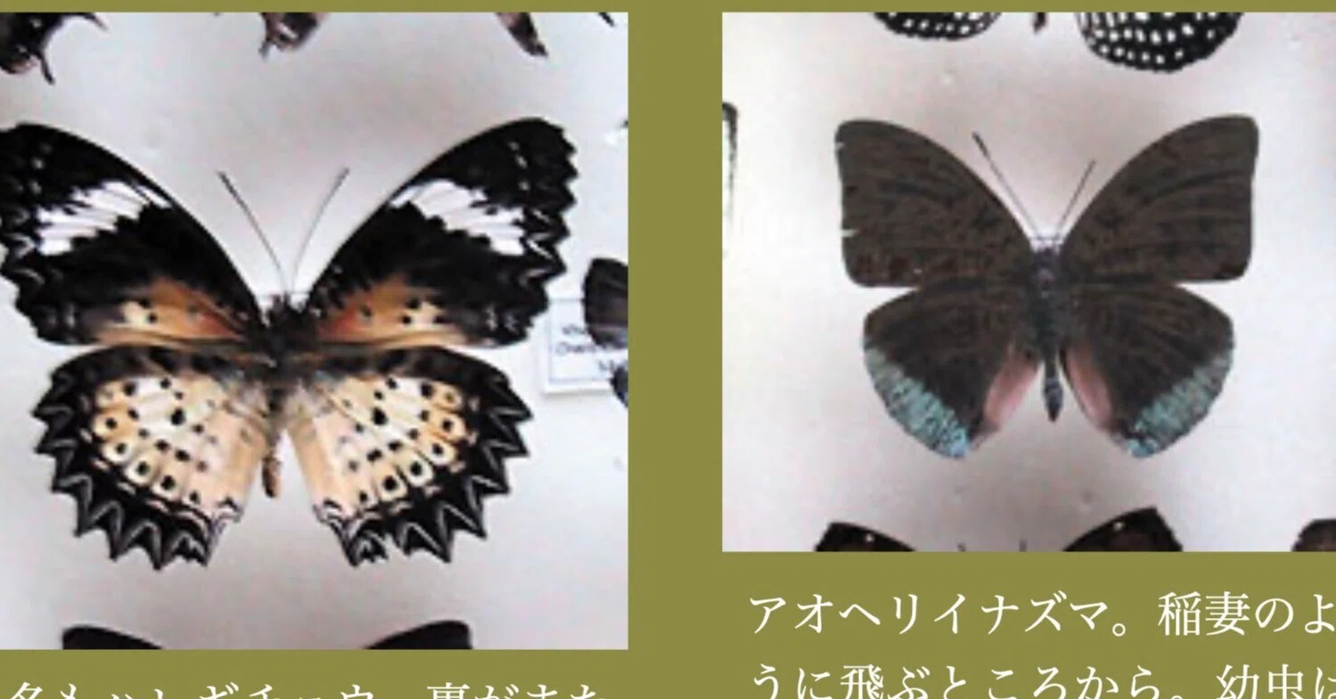 ジャングルと海〜2001タイ採集紀行○蝶採集リスト｜大内正伸
