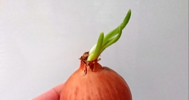 玉ねぎを長ねぎにして食べるまでの記録 髙橋多聞 Note 玉ねぎを長ねぎにして食べるまでの記録 髙橋多聞 Note