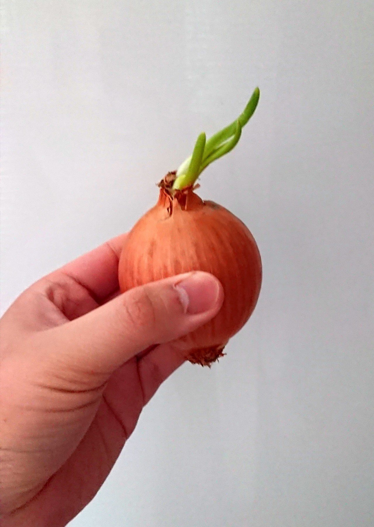 玉ねぎを長ねぎにして食べるまでの記録 髙橋多聞 Note 玉ねぎを長ねぎにして食べるまでの記録 髙橋多聞 Note