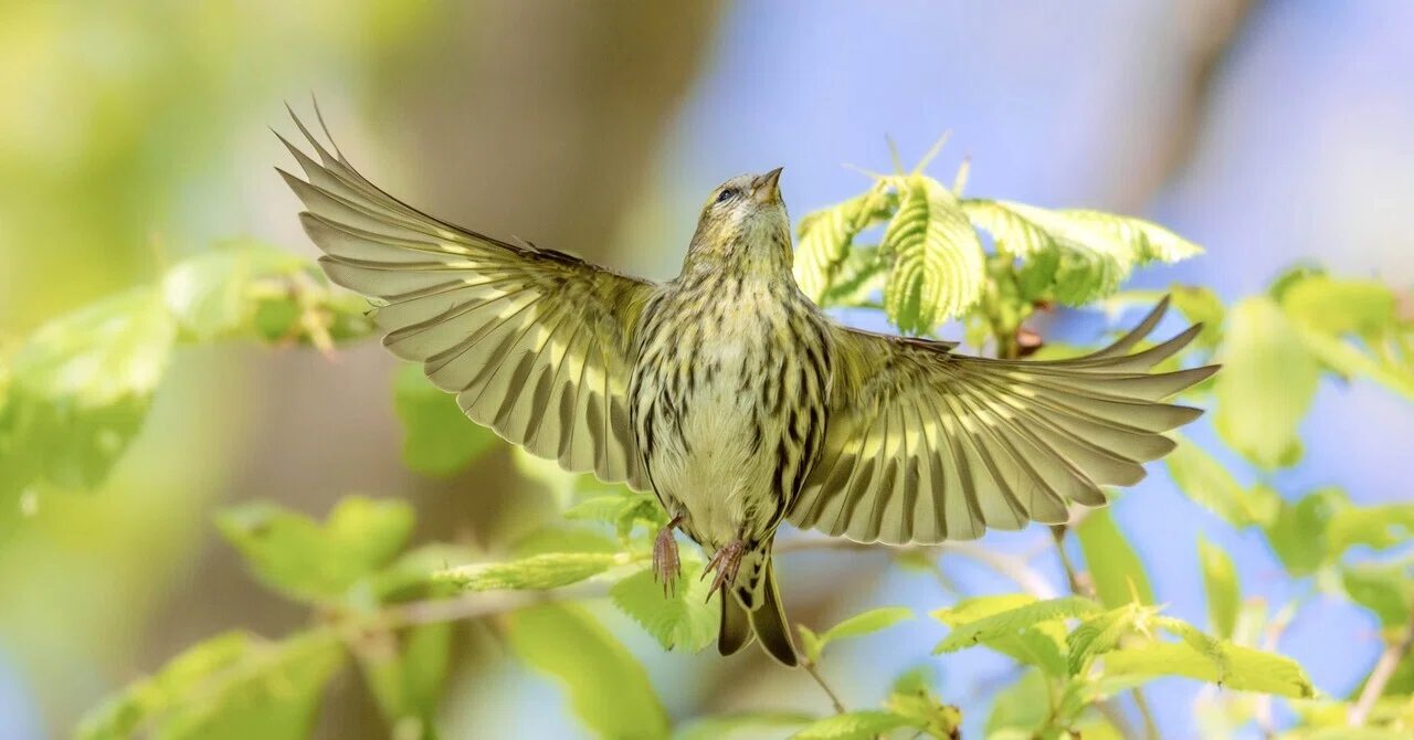 2026年5月の野鳥観察 森林編｜TOLIMAN Hondα