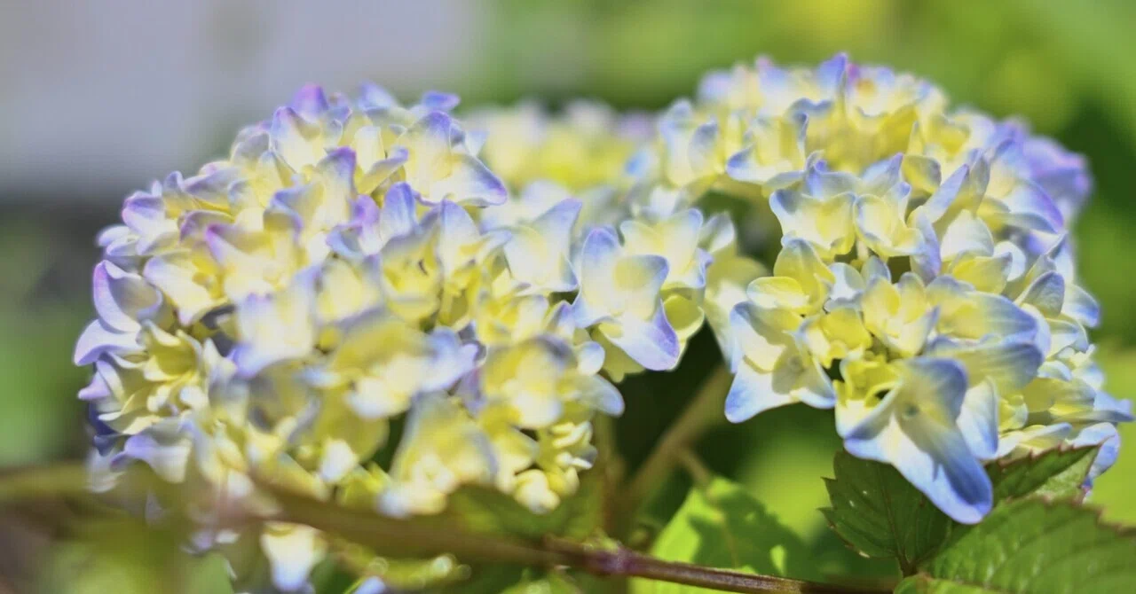 紫陽花が咲き始めました｜SuzukenSambar