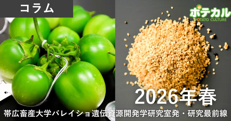 バレイショ栽培化の秘密を探る研究