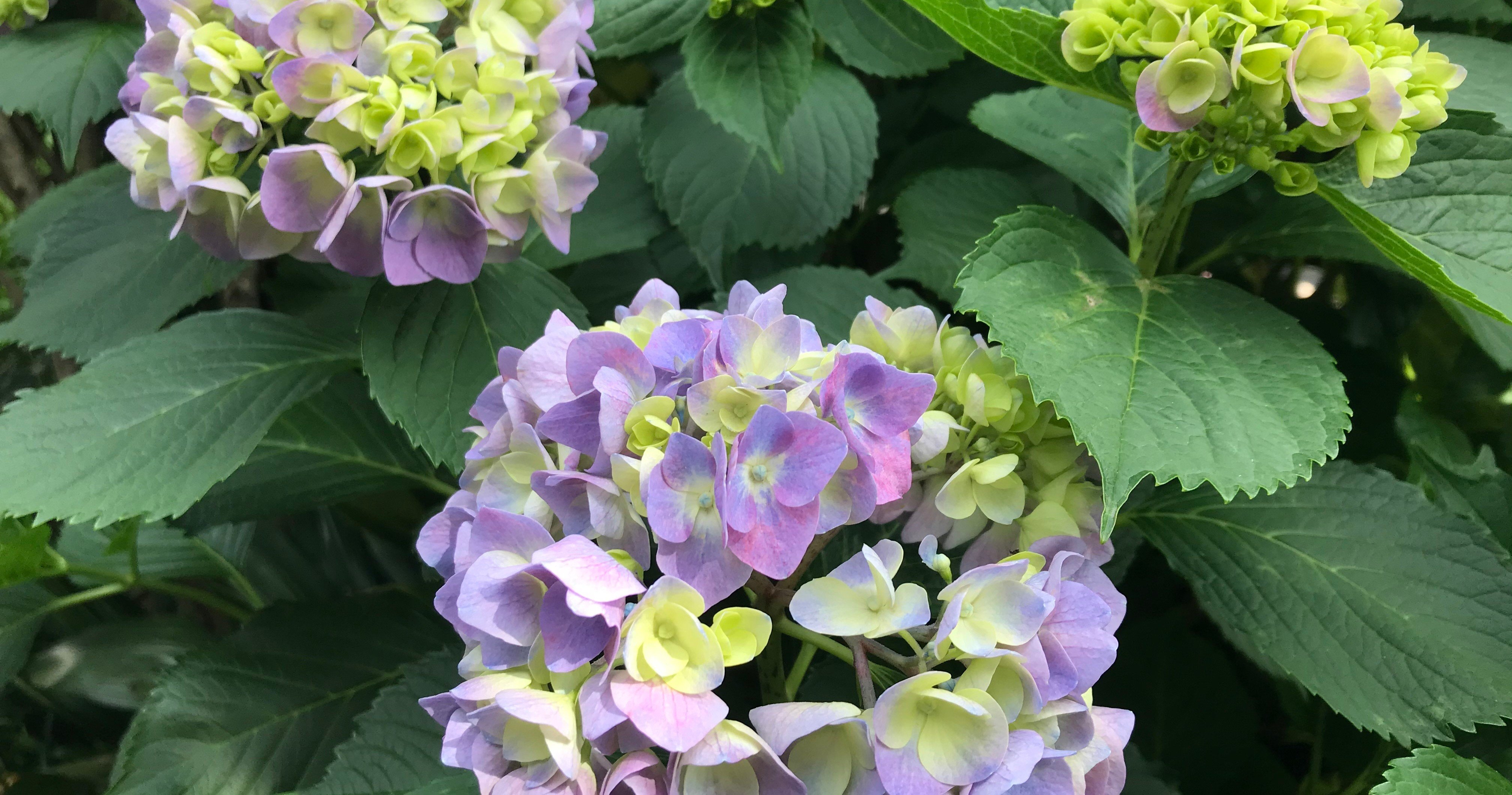 シューマンとハイネ とりのうた通信 Note