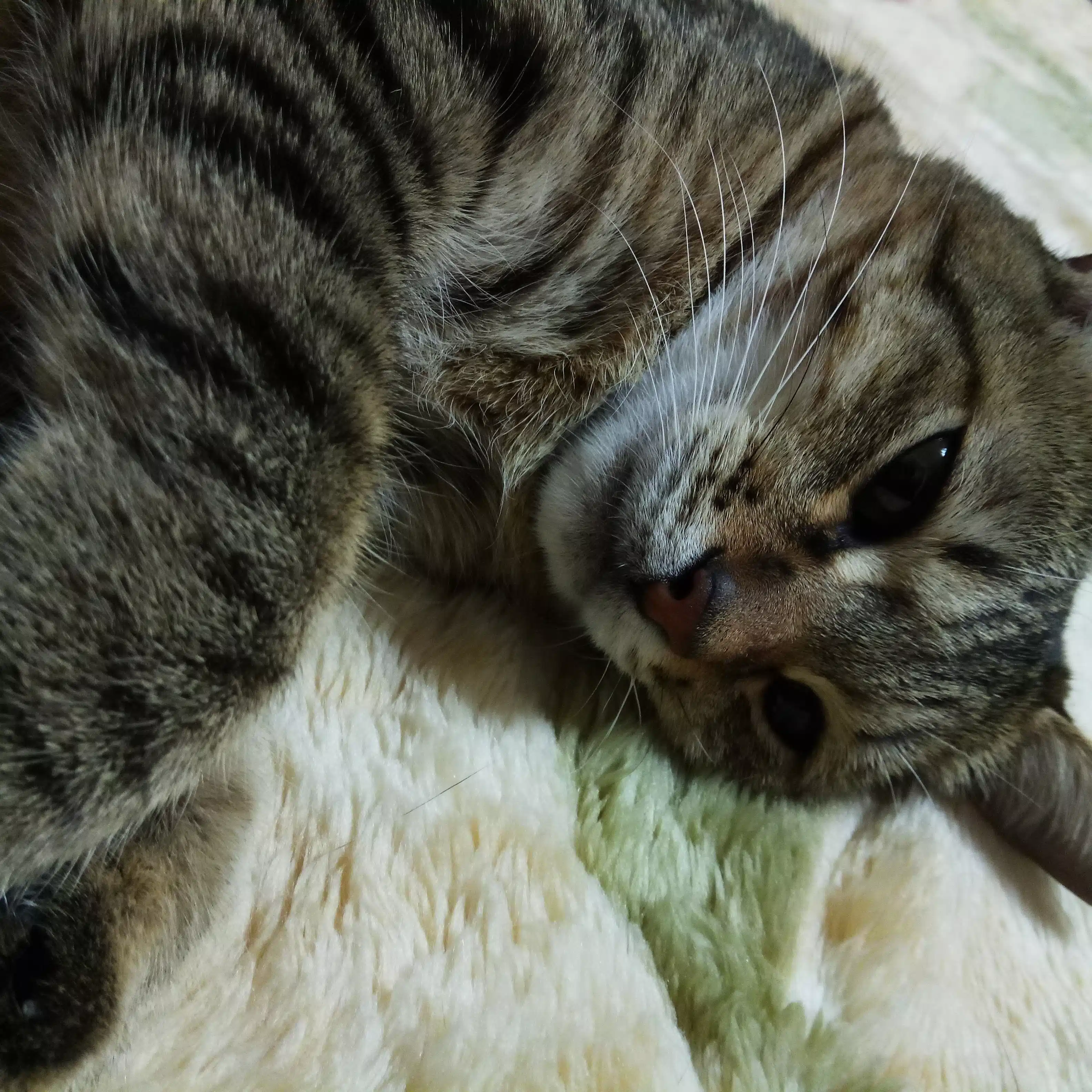 裏縦目師
