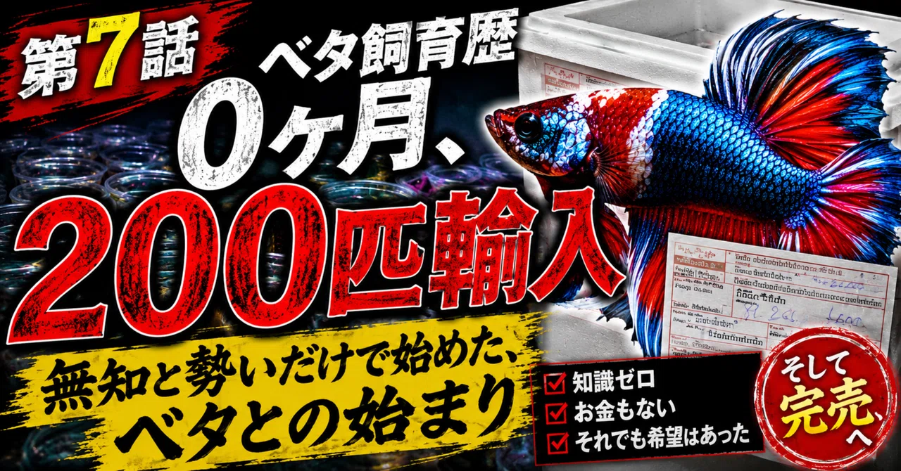 Episode 7: '0 Months of Betta Keeping Experience, 200 Fish Imported'｜ベタ ...
