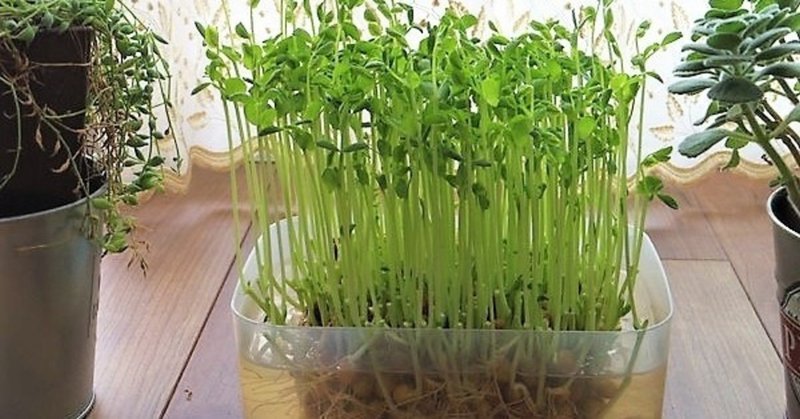 えんどう豆の新芽 豆苗 とうみょう を栽培しながら 豆苗入り にんにく醤油まぜそば を作ってみた クーリン Note