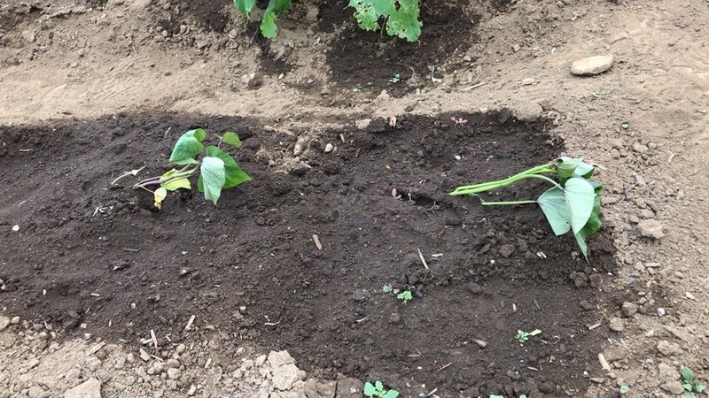 野菜を育てる サツマイモ ししとう つるなしインゲン Kei Note 野菜を育てる サツマイモ ししとう つるなしインゲン Kei Note