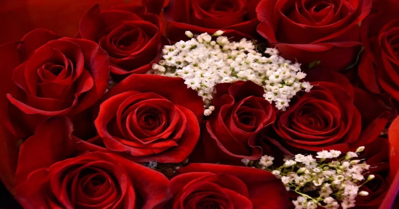 3 Reasons to Give Red Roses to Someone Born in June (Birth Flower x ...
