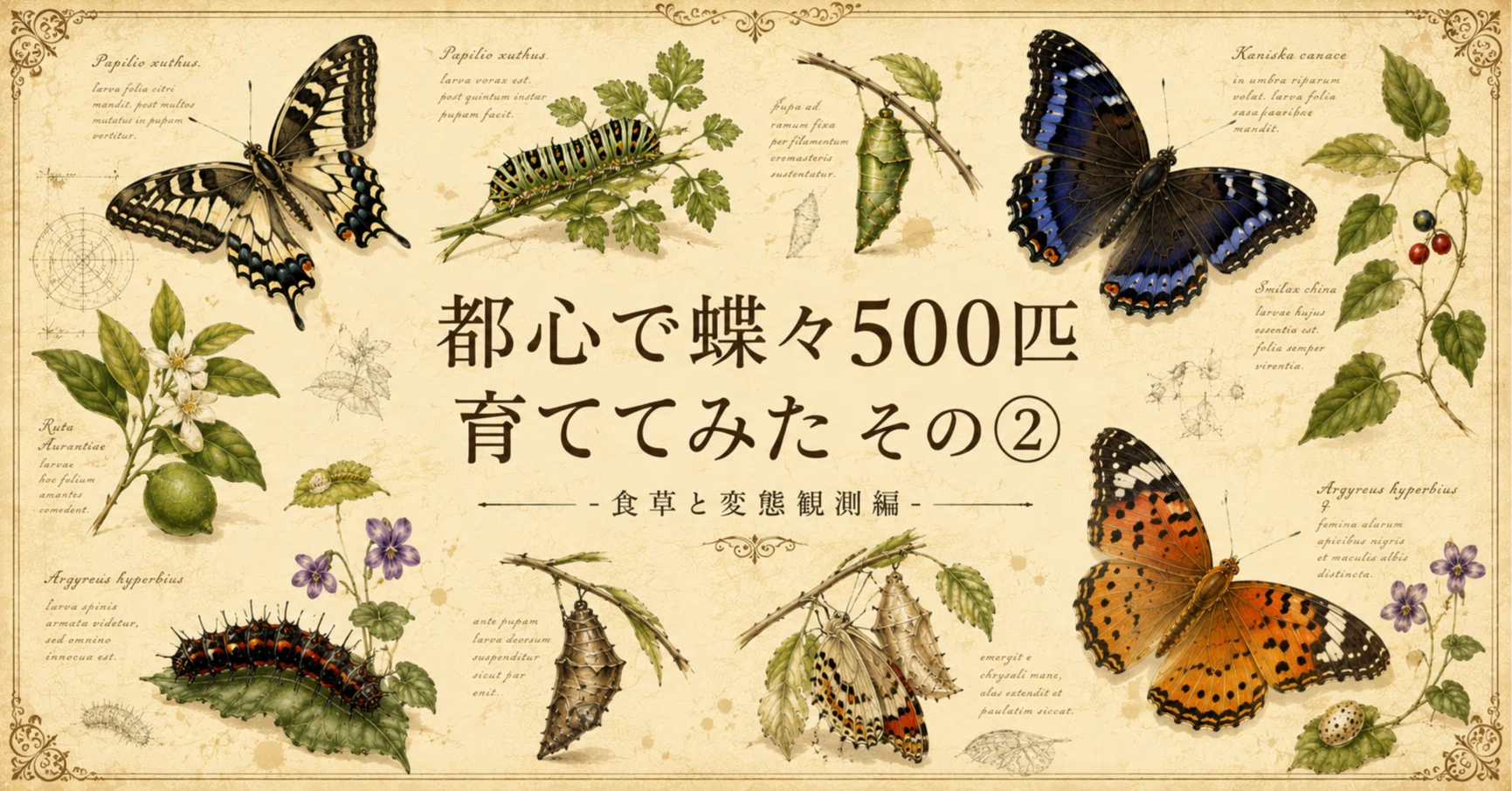 都心で蝶々500匹育ててみた その② -食草と変態観測編-｜やもり｜造形