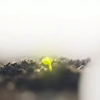 naemotion | なえも