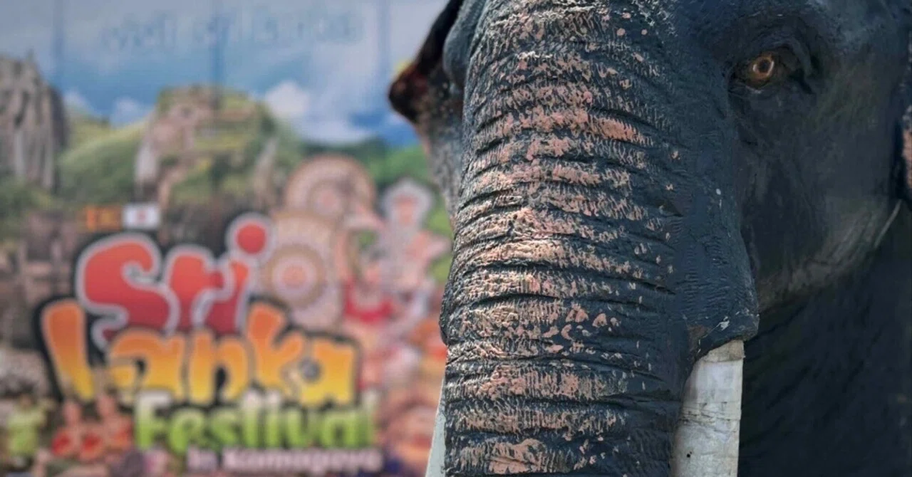 スリランカフェスティバル鎌ケ谷2026｜るとる