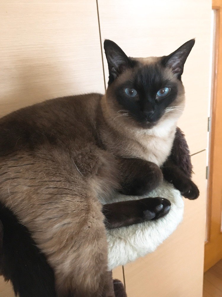 シャム猫 の新着タグ記事一覧 Note つくる つながる とどける
