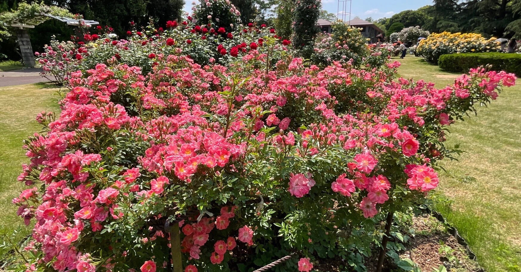 花見川（京都府立植物園）：2026年5月16日（土）｜藤井秀昭（『京都