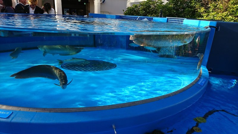 カティアの水族館紀行 サンシャイン水族館 カティア Note