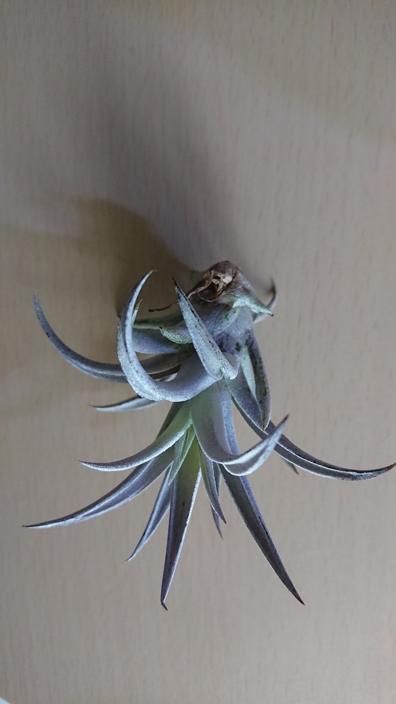 ダイソーのチランジア ハリシーがド紫 ぼるしち Note