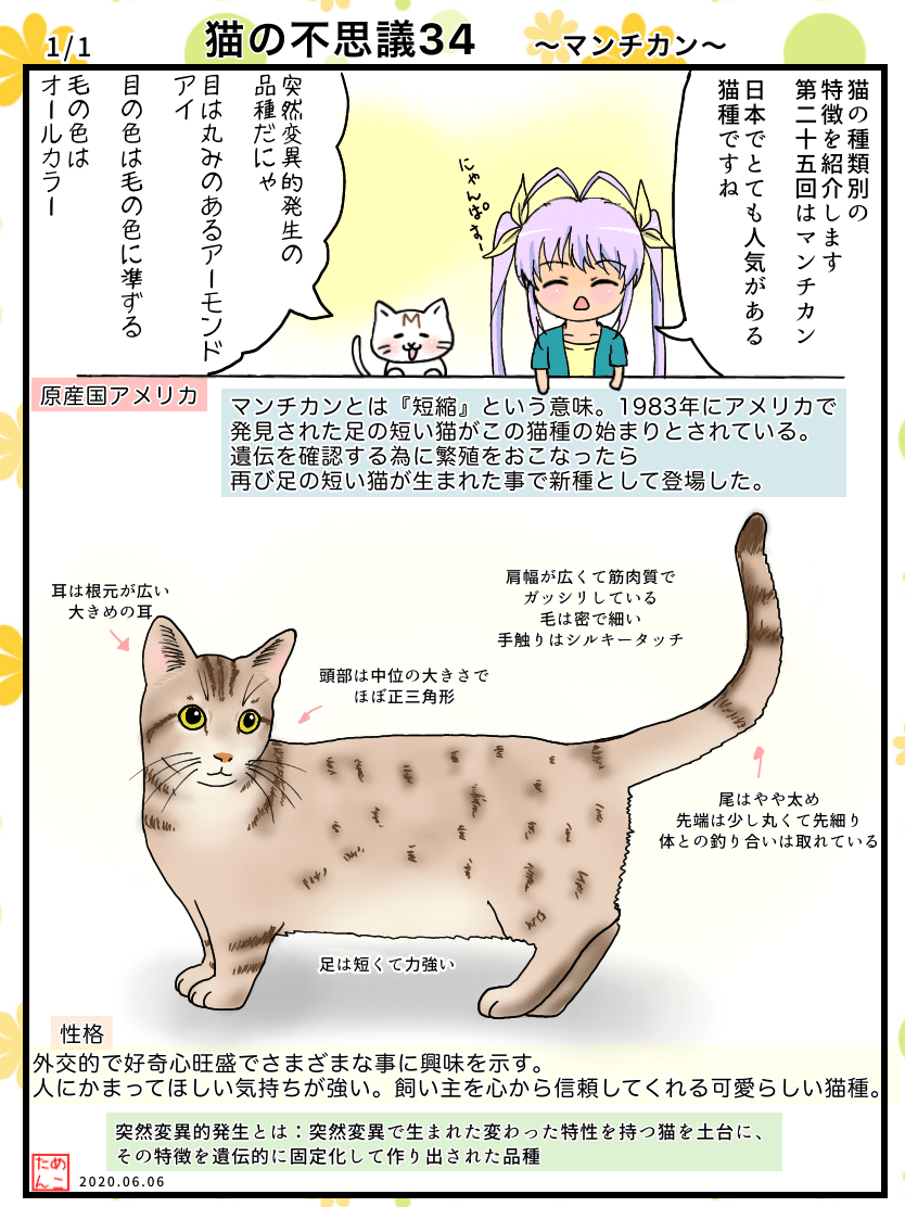 猫の不思議34 マンチカン めこたん 漫画 イラスト Note