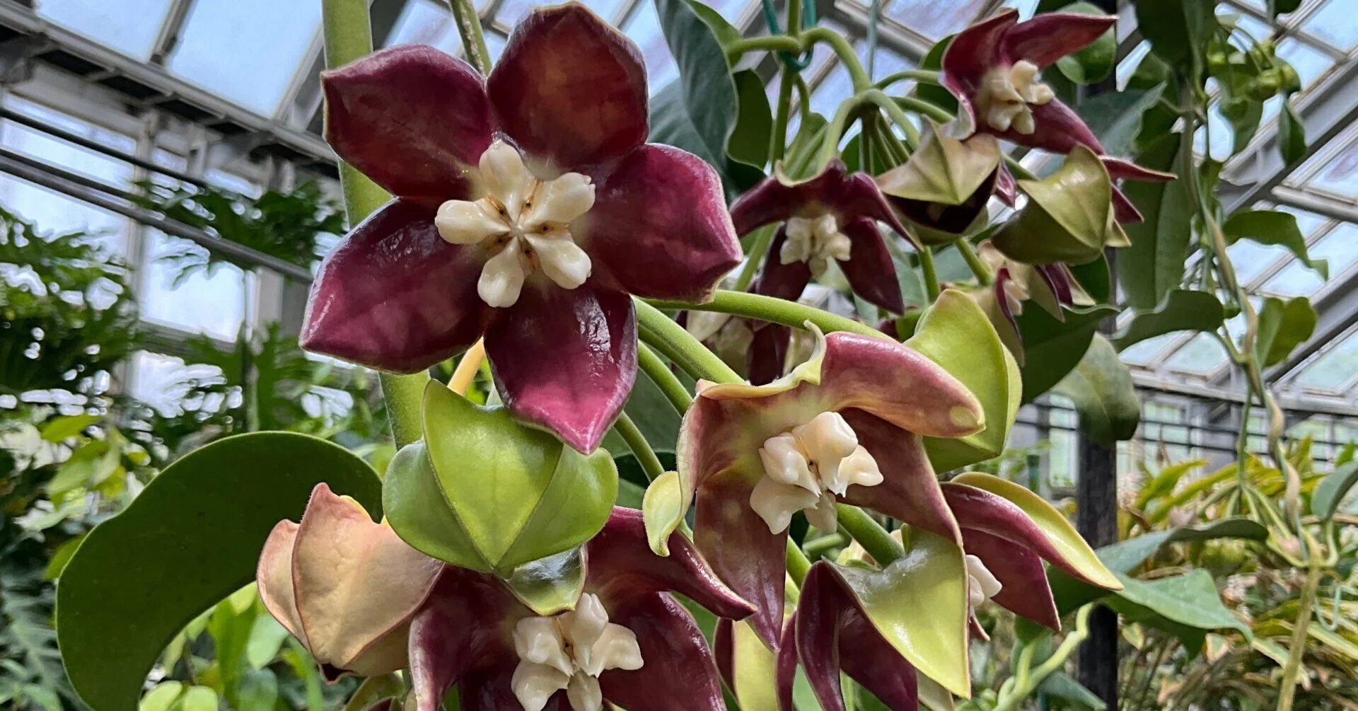 花座付き4寸HOYAインペリアリス　パワラン ホヤ・インペリアリス（京都府立植物園）：2026年5月17日（日）｜藤井