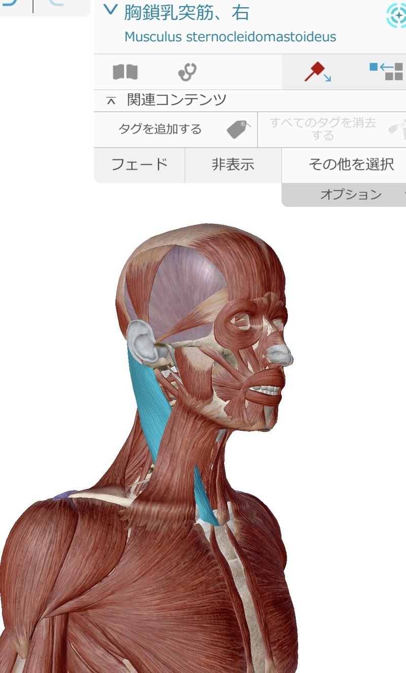 肩こり 首こり 実は気づいてない癖 Nao セラピスト Note 肩こり 首こり 実は気づいてない癖 Nao セラピスト Note