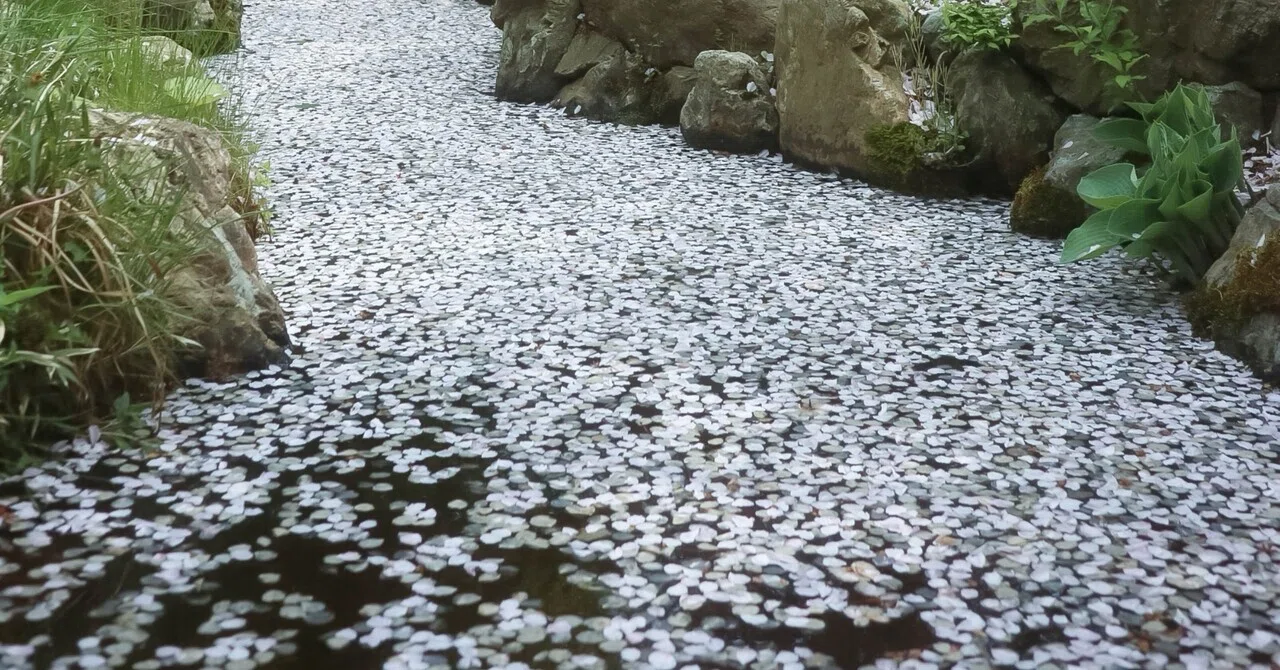 写真】花筏｜阿波嘉 亜依