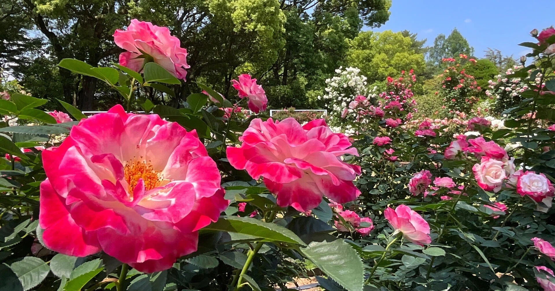 デスティニィ（京都府立植物園）：2026年5月12日（火）｜藤井秀昭