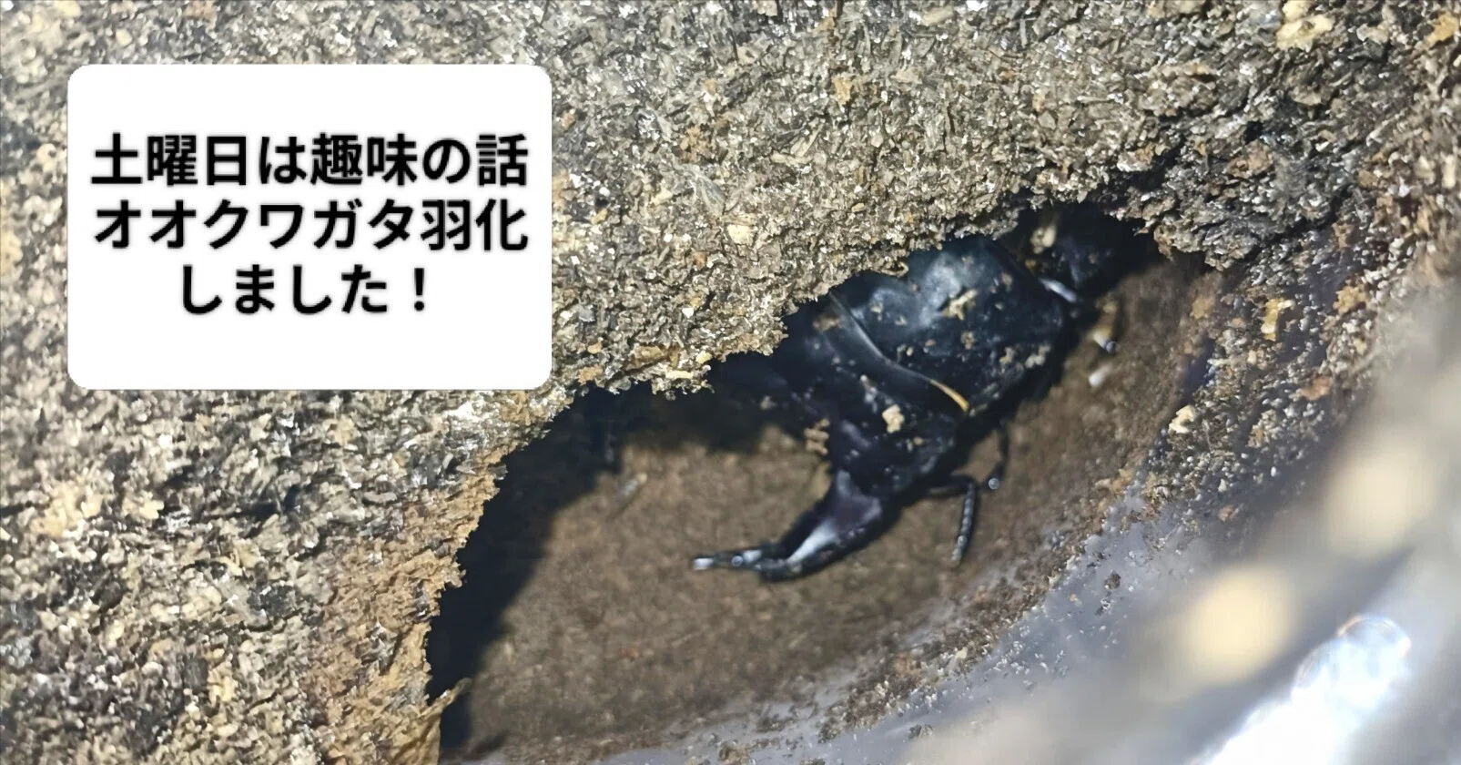 🪵 土曜日は趣味の話:シーズン到来!オオクワガタセット&割り出し 🪵 土曜日は趣味の話:シーズン到来!オオクワガタセット&割り出し