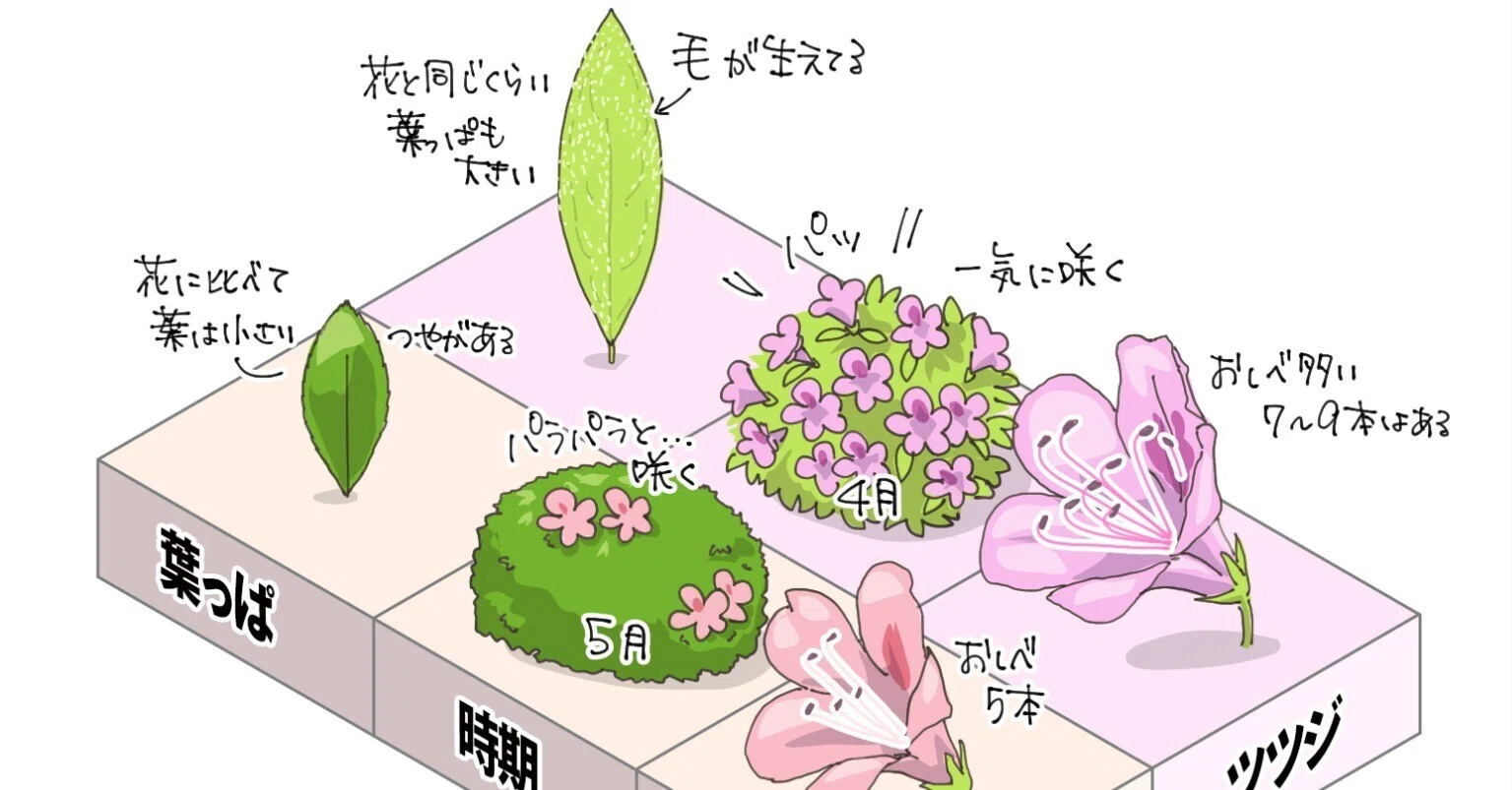 つつじ さつき 違い