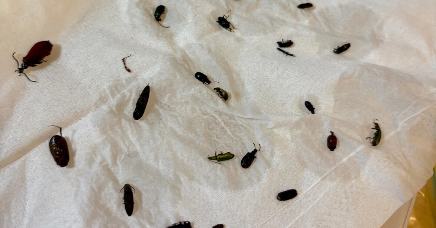㉓昆虫標本作り。自分の下手さを痛感|ガク虫(学生の虫屋) ㉓昆虫標本作り。自分の下手さを痛感|ガク虫(学生の虫屋)