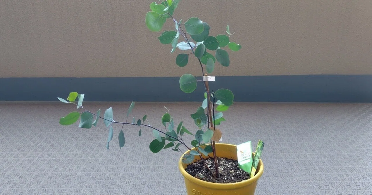 Eucalyptus, growing fast｜吉村伊織
