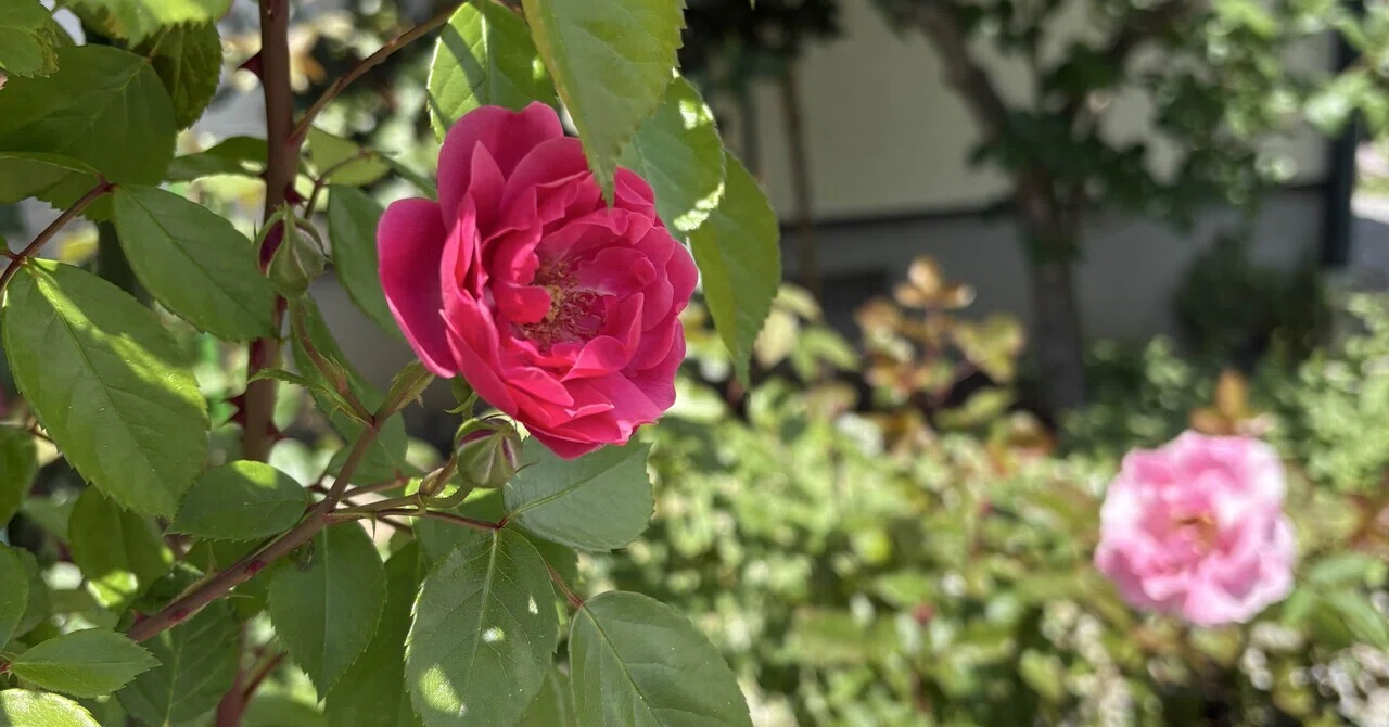 我が家のシンボルローズ アンジェラ開花｜ひかり